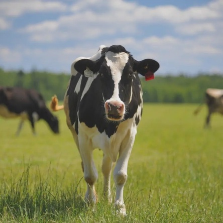 Перевозка КРС