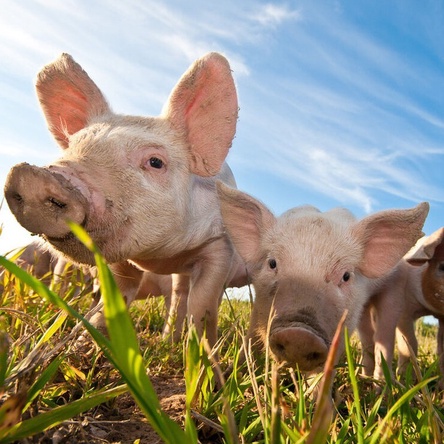 Перевозка свиней
