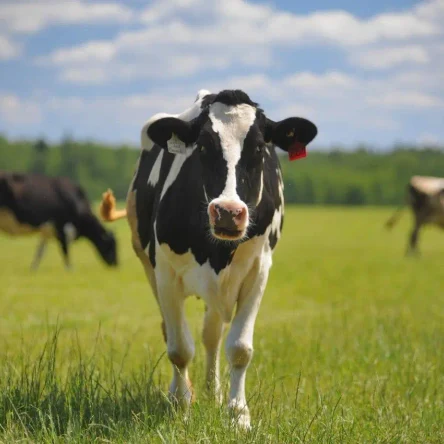 Перевозка КРС