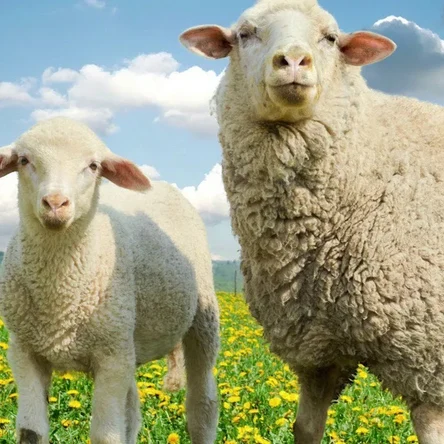 Перевозка овец